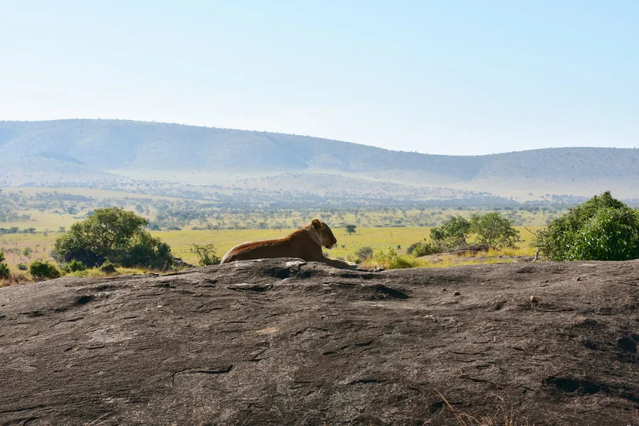 A lioness lying on a granite kopje above the Serengeti plains