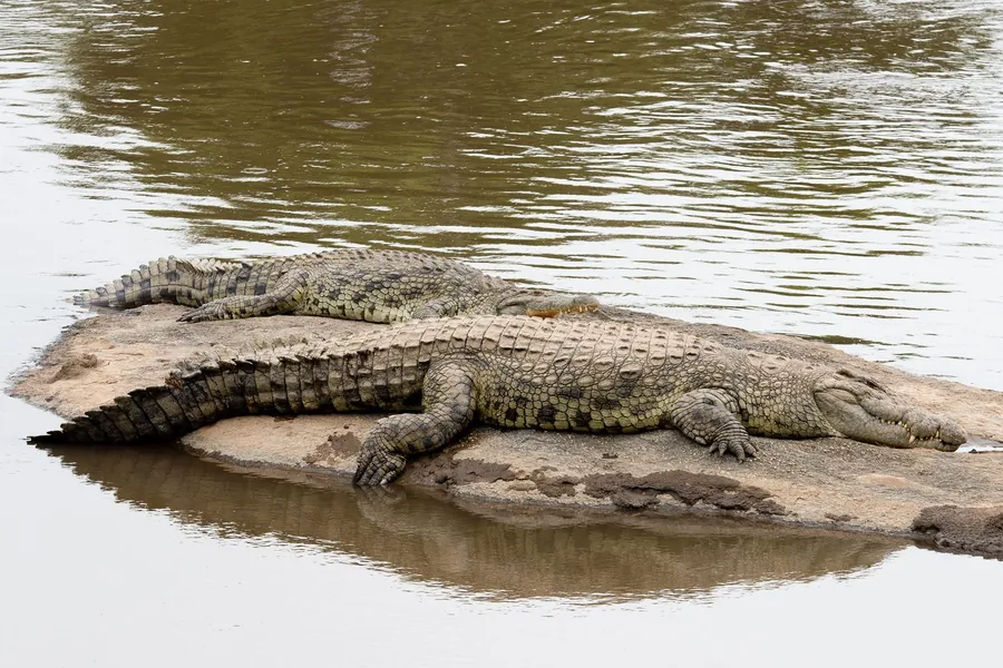 Two Nile crocodiles basking side by side on a rock in the river