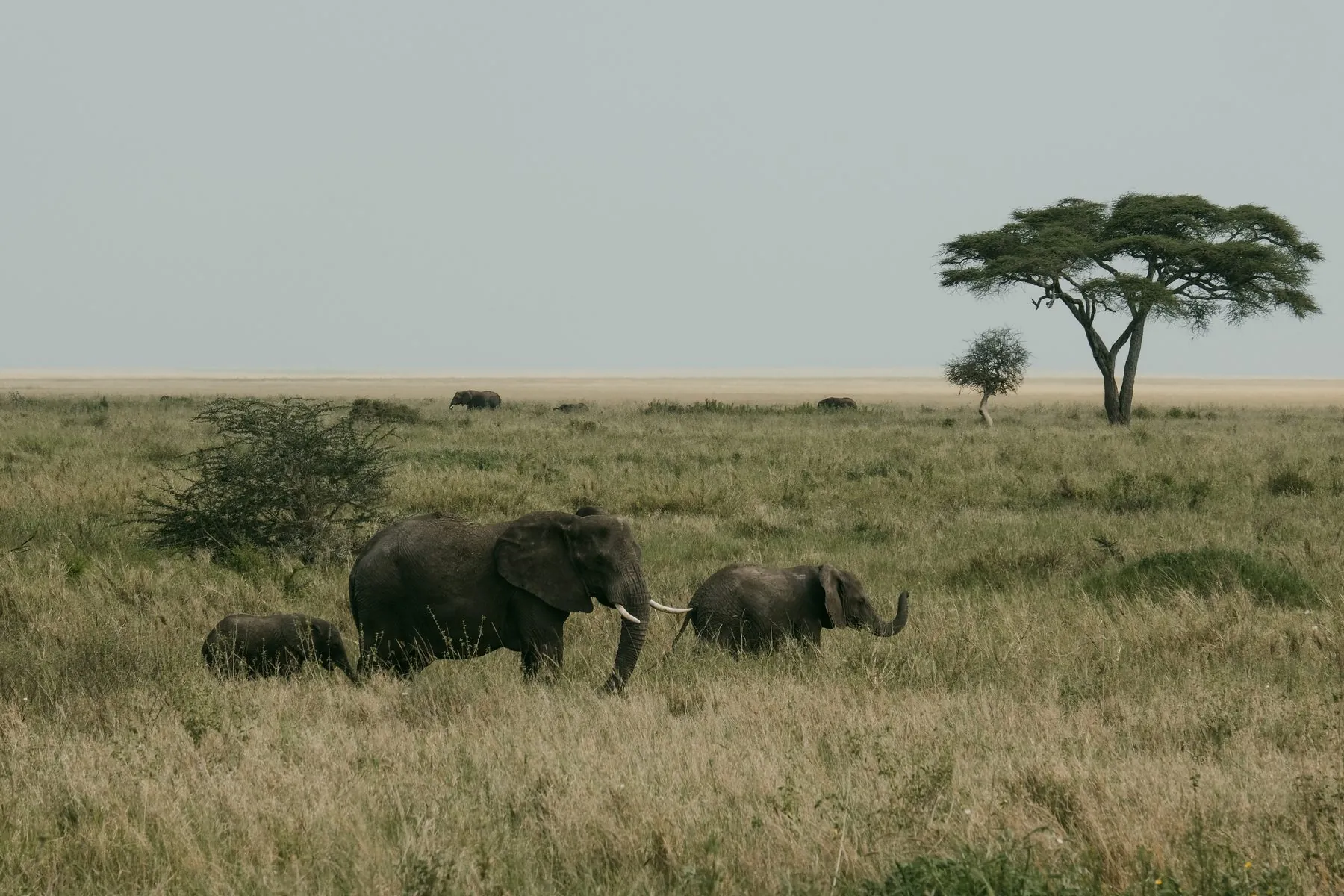 An elephant family with a calf crossing the Serengeti plains, a flat-topped acacia on the horizon