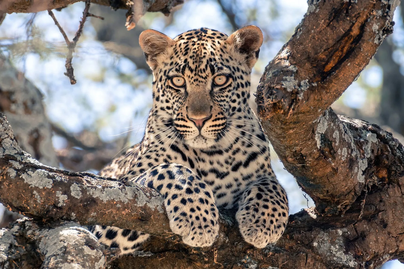A young leopard resting along a branch, looking straight at the camera