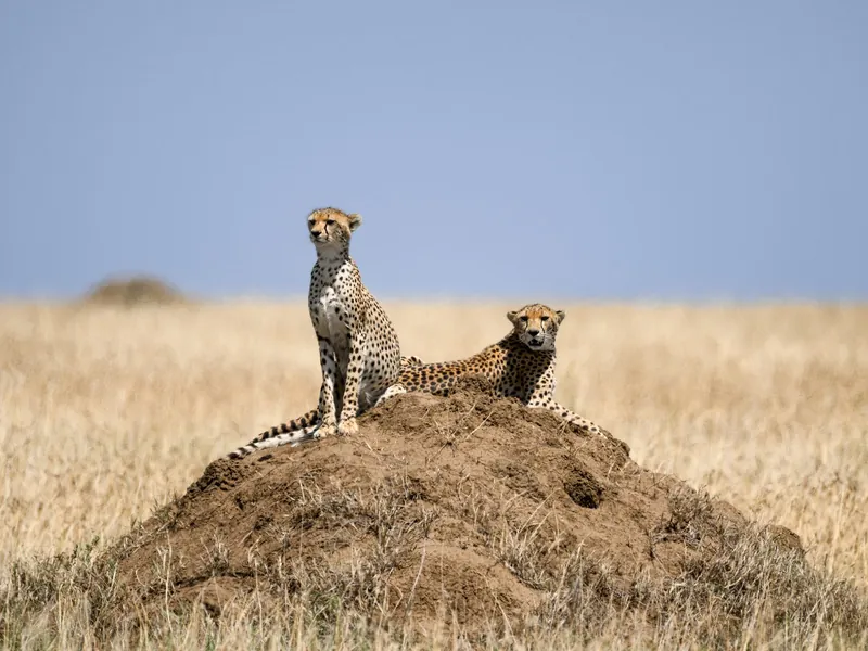 Two cheetahs on a termite mound in the golden grass of the Serengeti plains