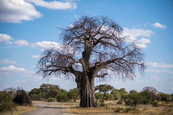 A baobab in Tarangire