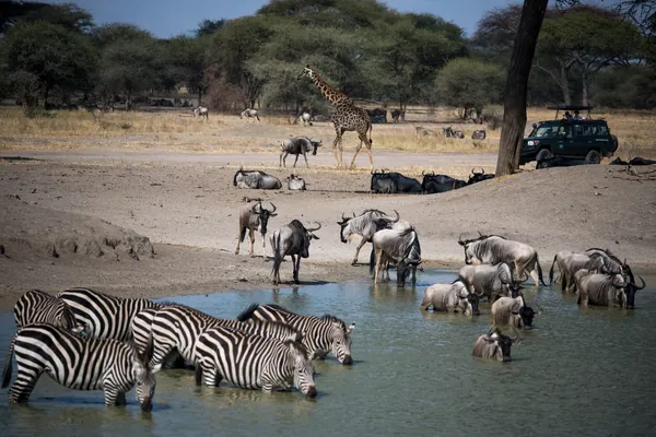 Zebra and wildebeest at a Tarangire waterhole