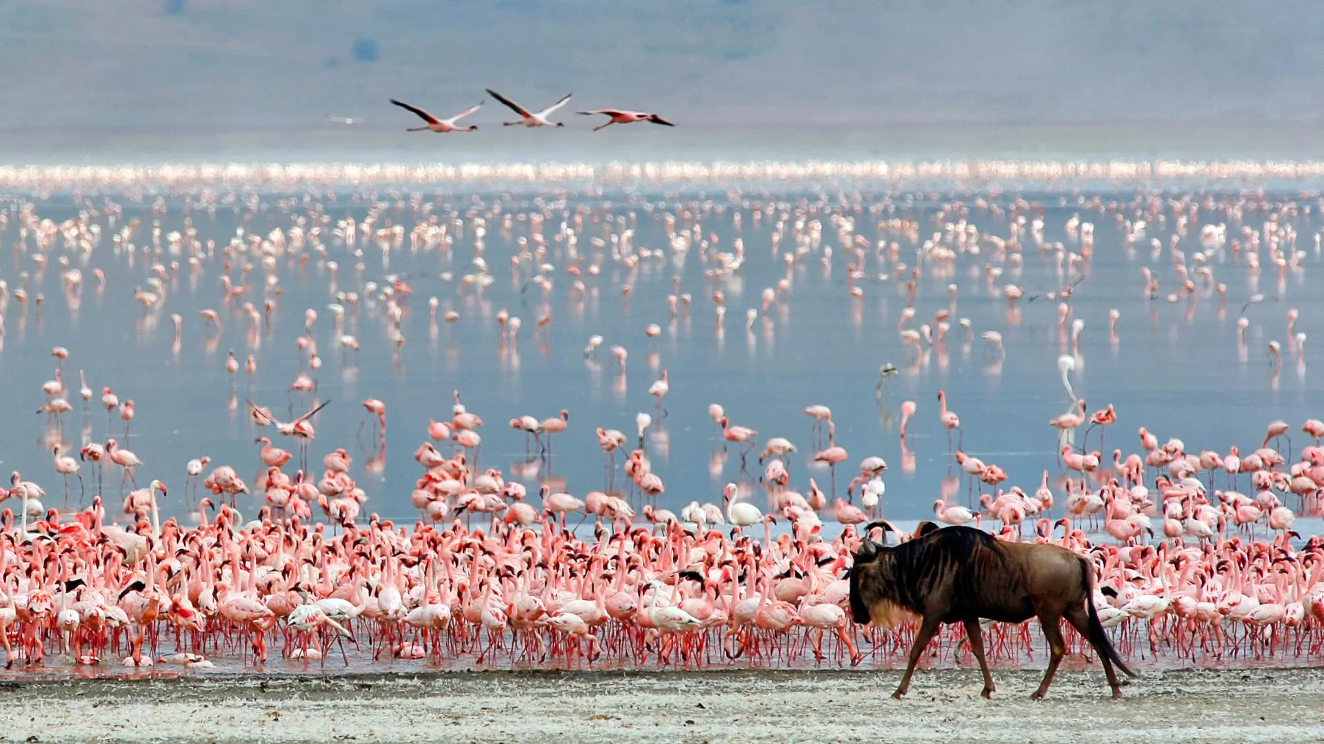 Flamingos at Lake Manyara