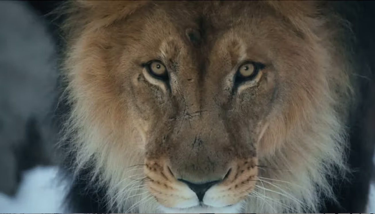 Lion at close range on a night drive