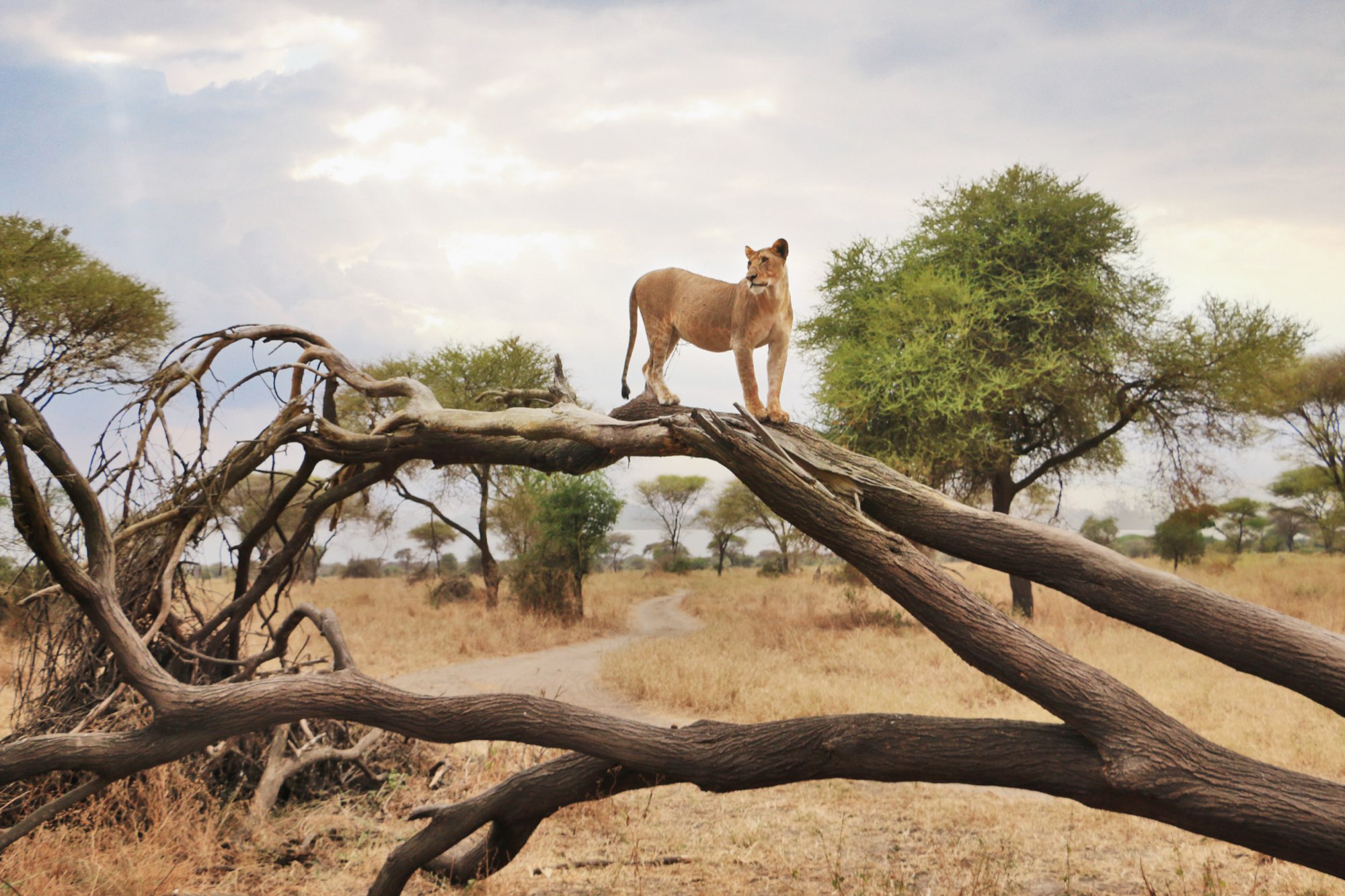 Lioness in the Serengeti