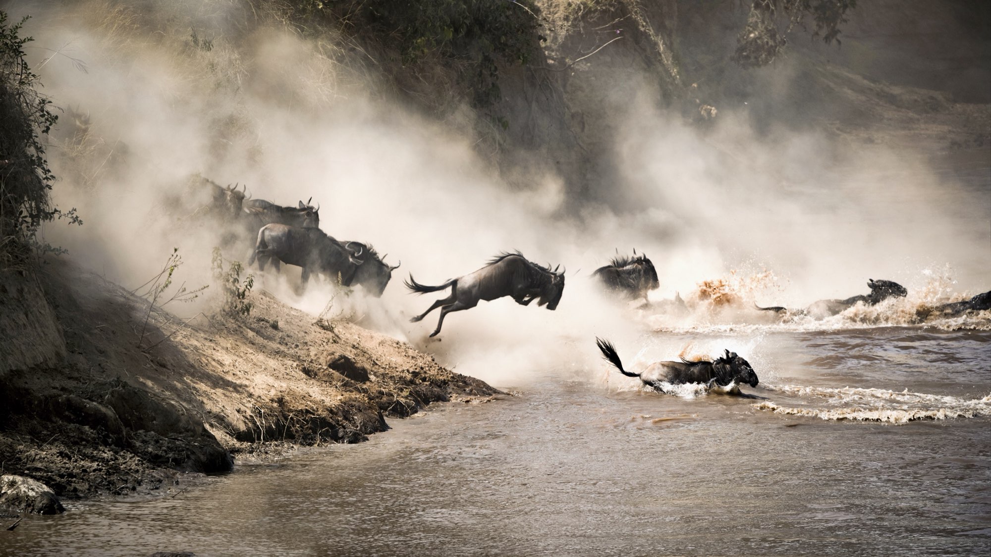 Wildebeest crossing in the Serengeti, Tanzania