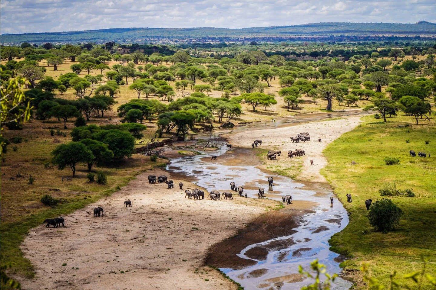 Elephants among baobabs in Tarangire