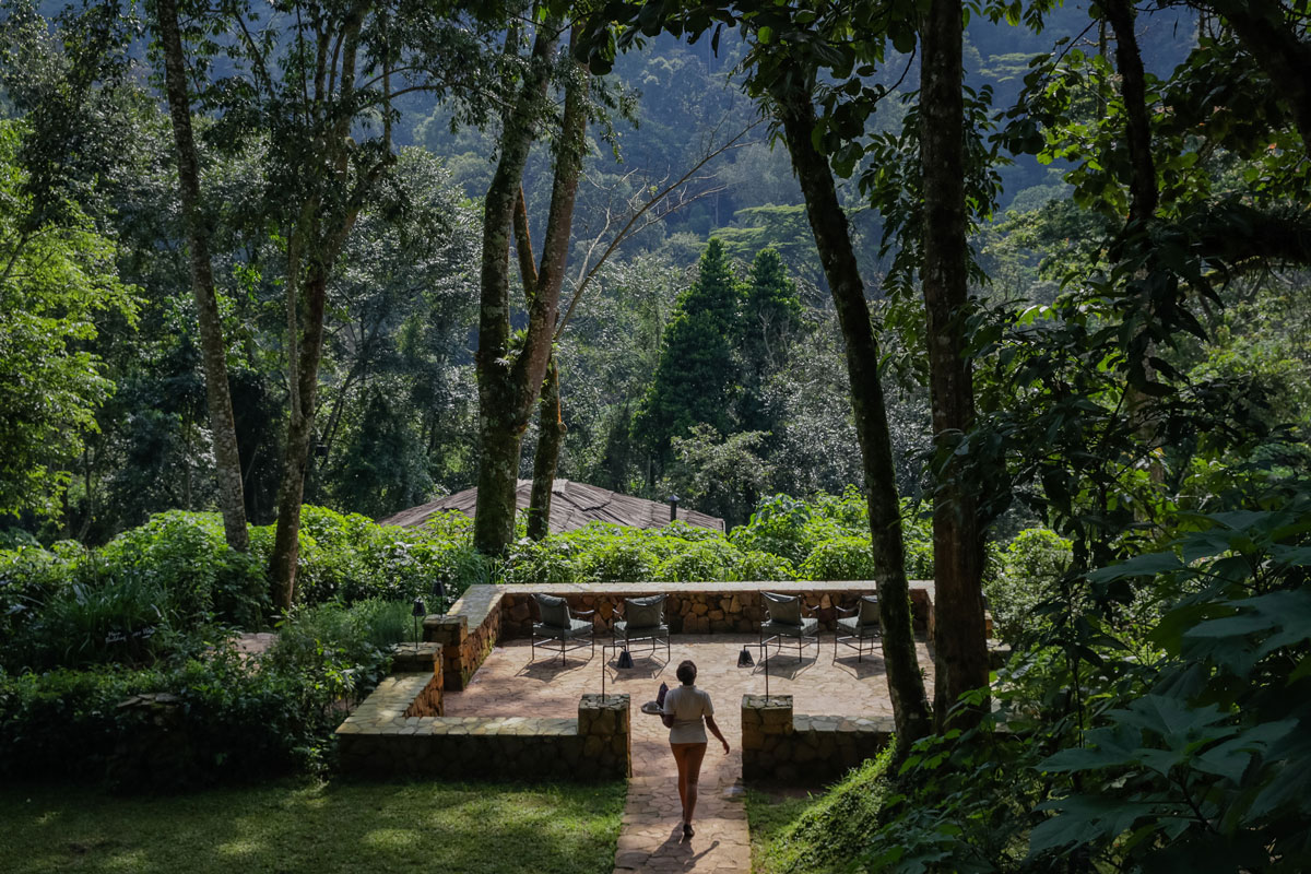 Forest lodge garden near the gorilla parks