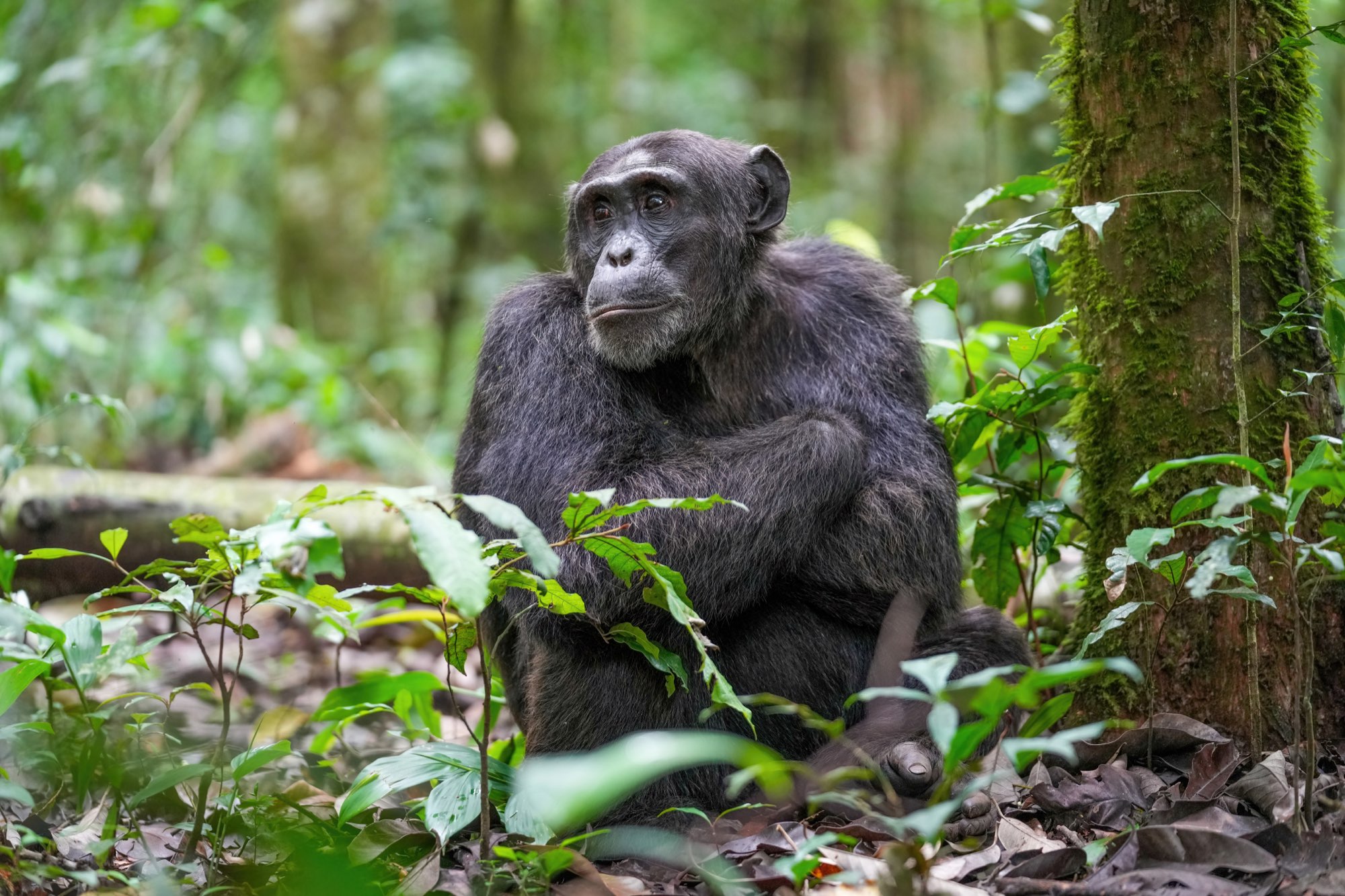 Chimpanzee trekking in Kibale