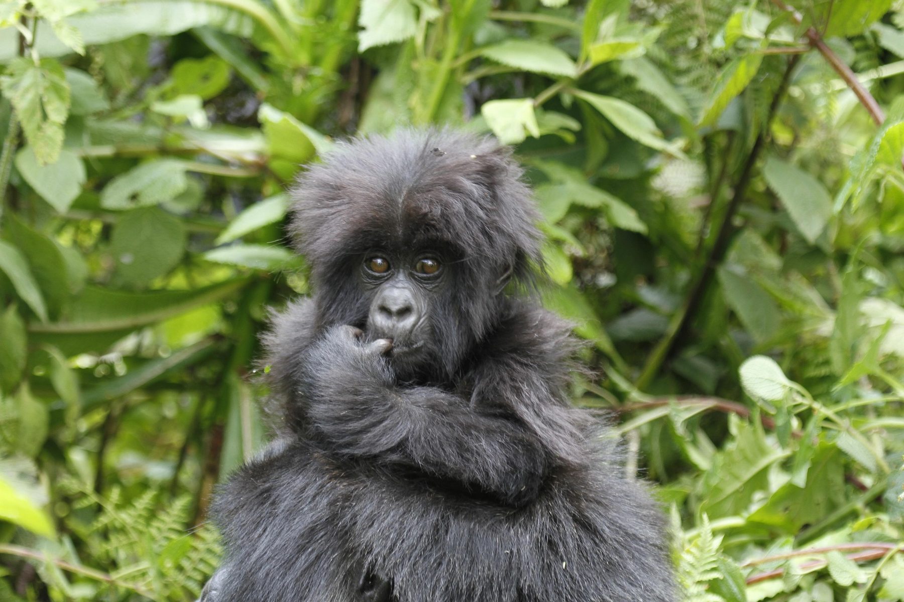 Trackers and a gorilla family in Bwindi Impenetrable Forest, Uganda