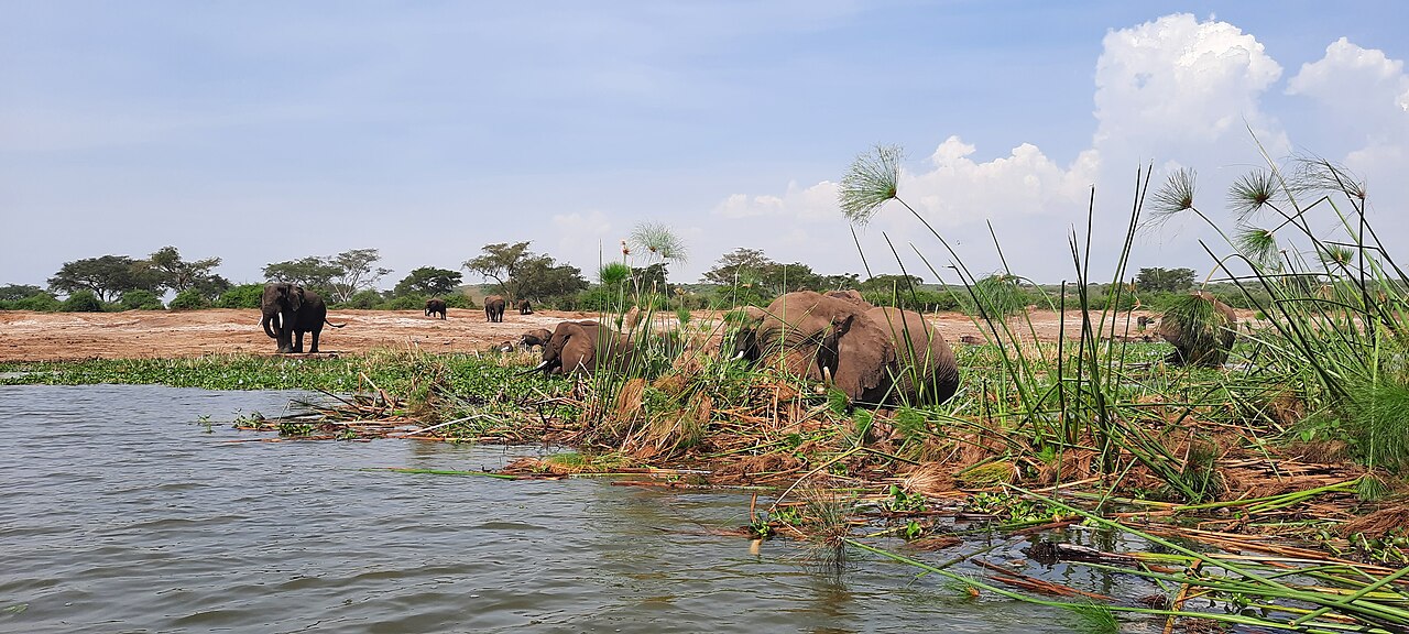 Elephants on the papyrus-lined banks of the Kazinga Channel, Queen Elizabeth National Park
