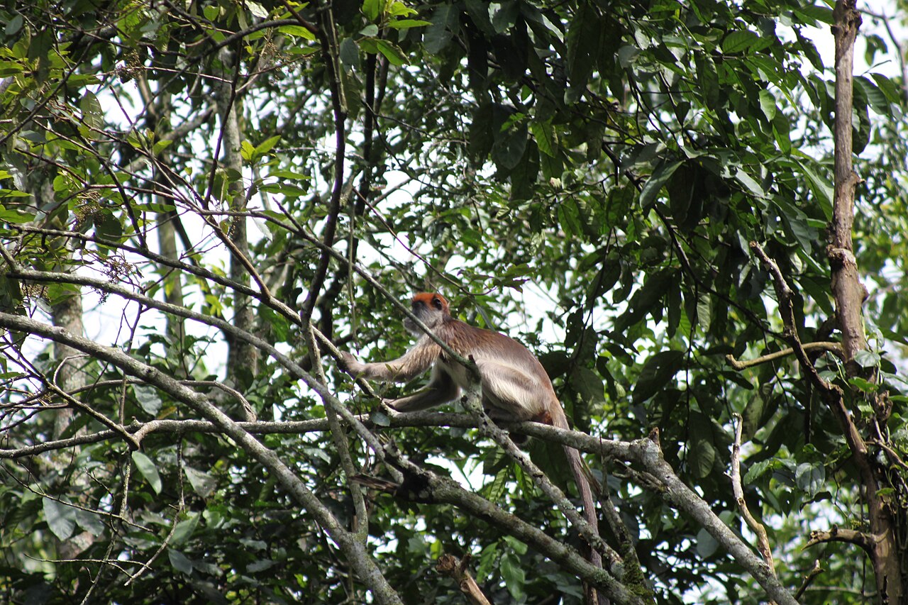 Ugandan red colobus in the canopy of Kibale Forest, Uganda