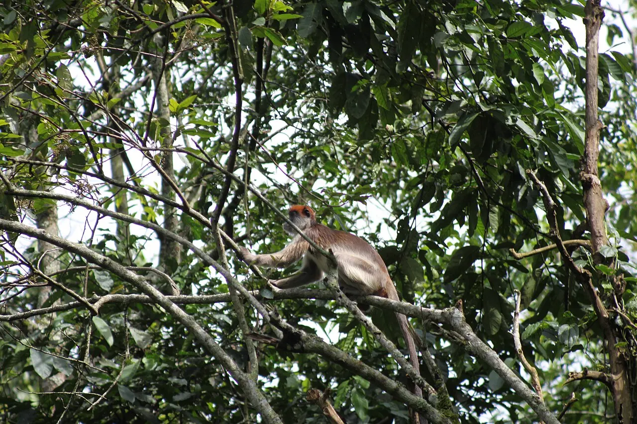 Ugandan red colobus in the canopy of Kibale Forest, Uganda