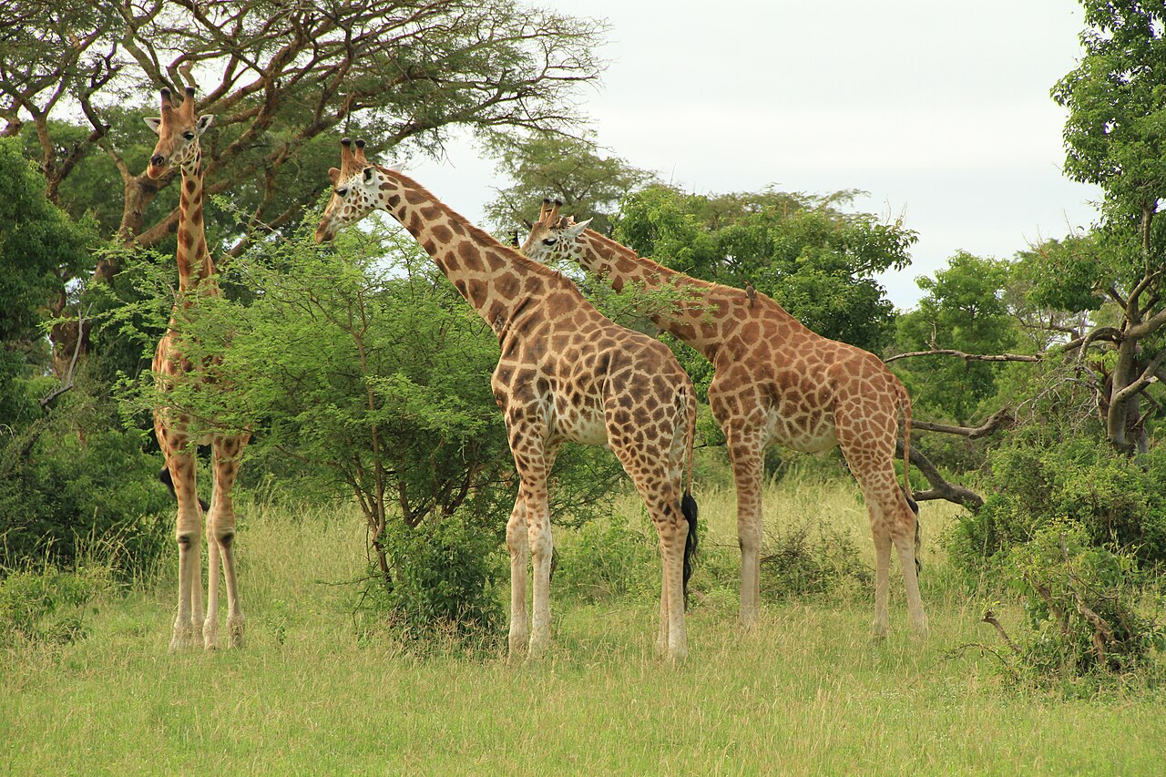 Rothschild's giraffe among borassus palms in Murchison Falls National Park