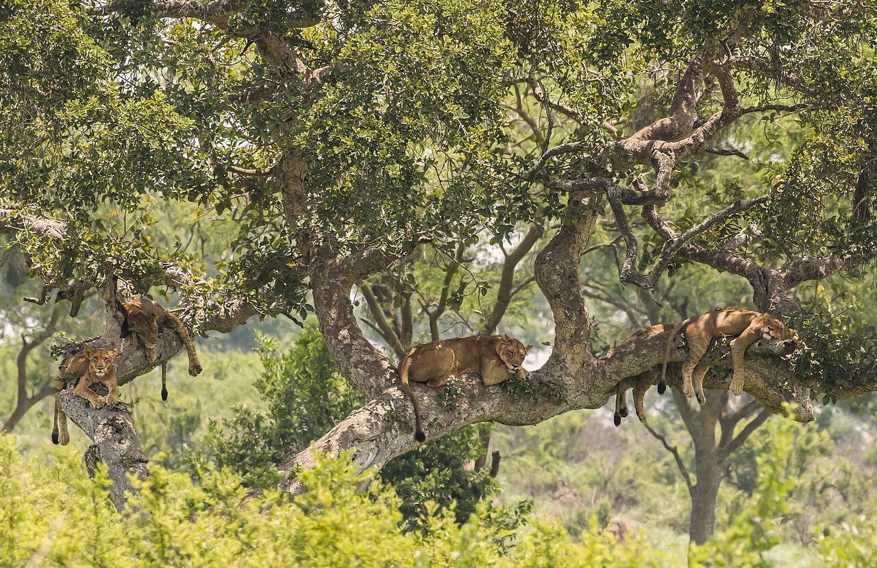 Tree-climbing lions resting in a fig tree in the Ishasha sector, Queen Elizabeth National Park