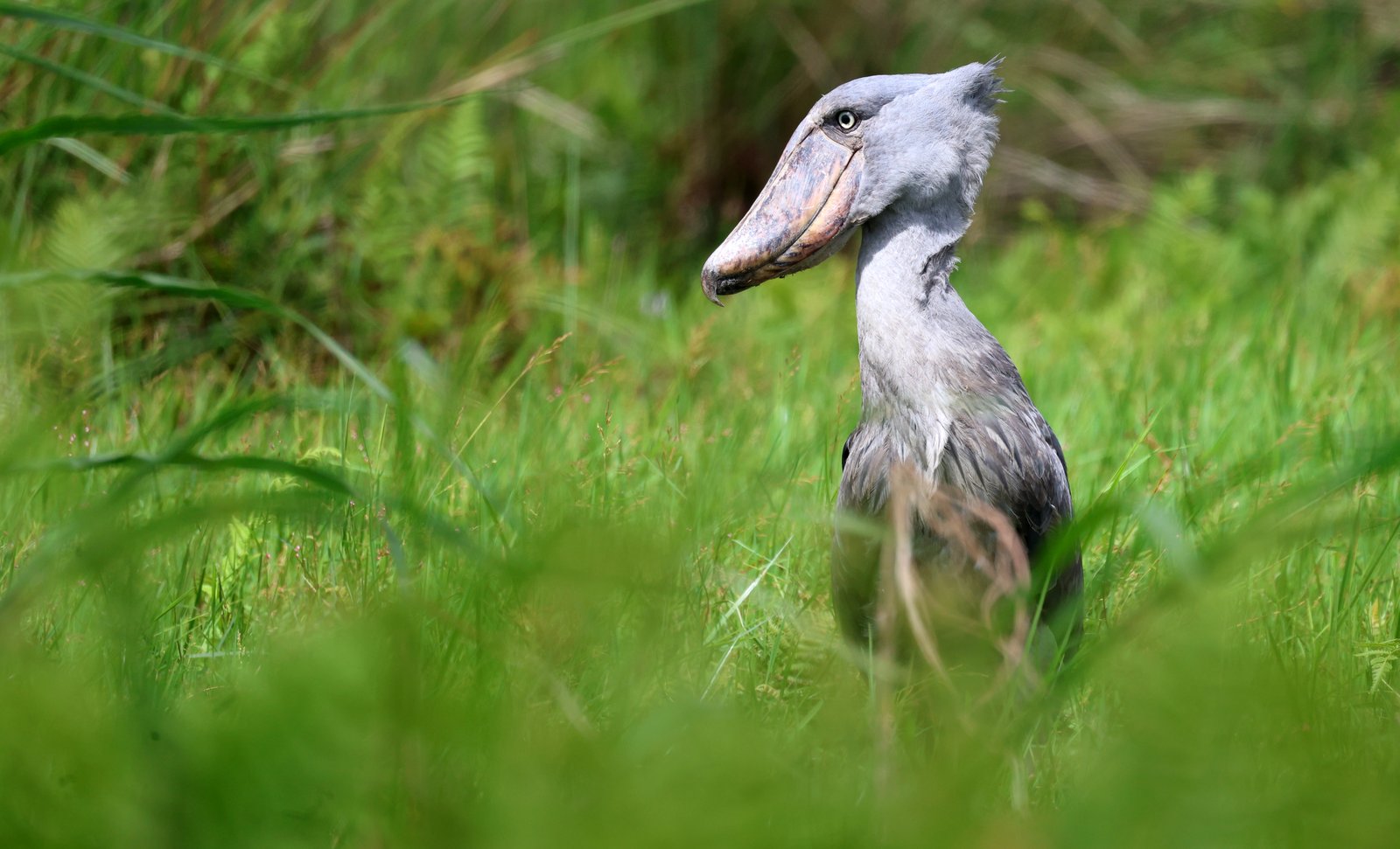 Birding in Uganda