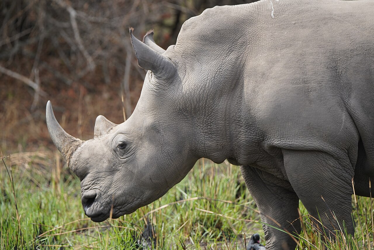 Southern white rhino at Ziwa Rhino Sanctuary, Uganda
