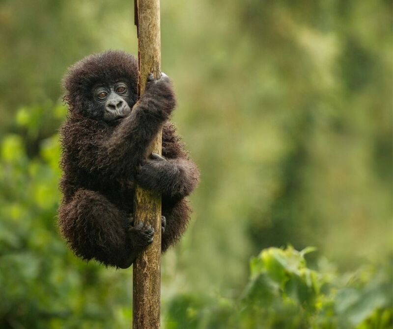 Gorilla trekking through Uganda's misty forests