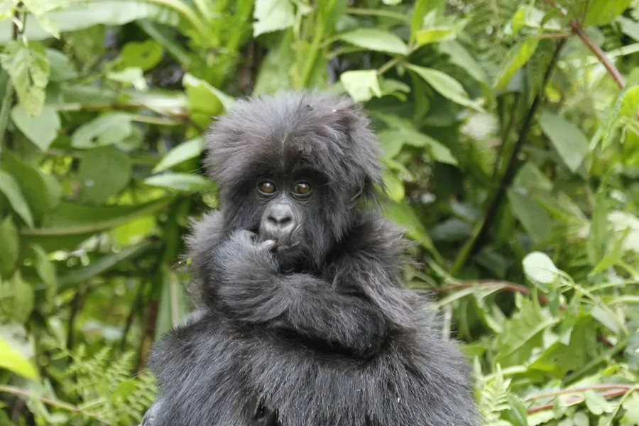 A young mountain gorilla with a hand to its mouth among the leaves in Bwindi