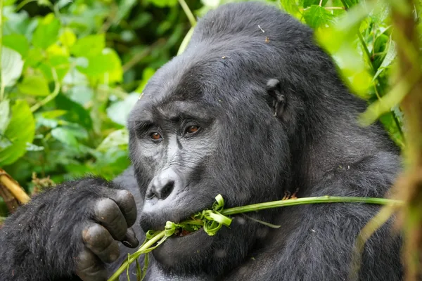 A silverback mountain gorilla eating leaves in Bwindi