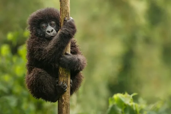 A young mountain gorilla clinging to a sapling in Bwindi