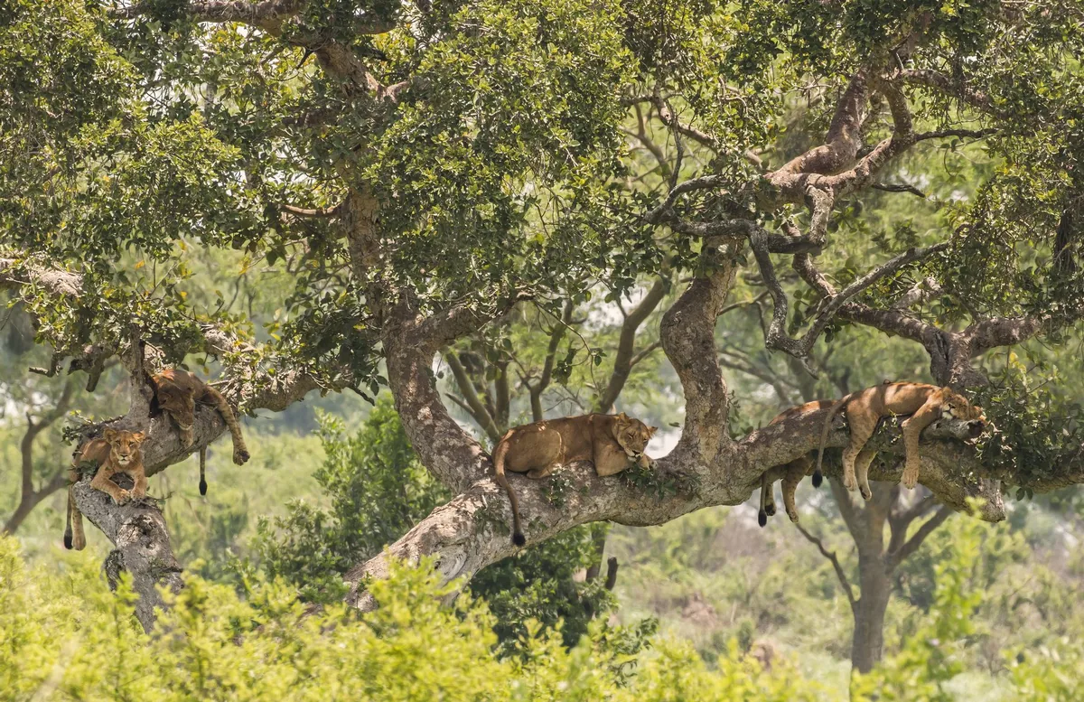 Lions in a fig tree in the Ishasha sector