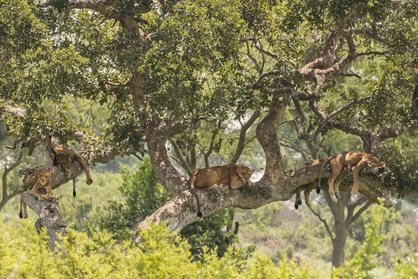 Lions resting along the branches of a fig tree in the Ishasha sector
