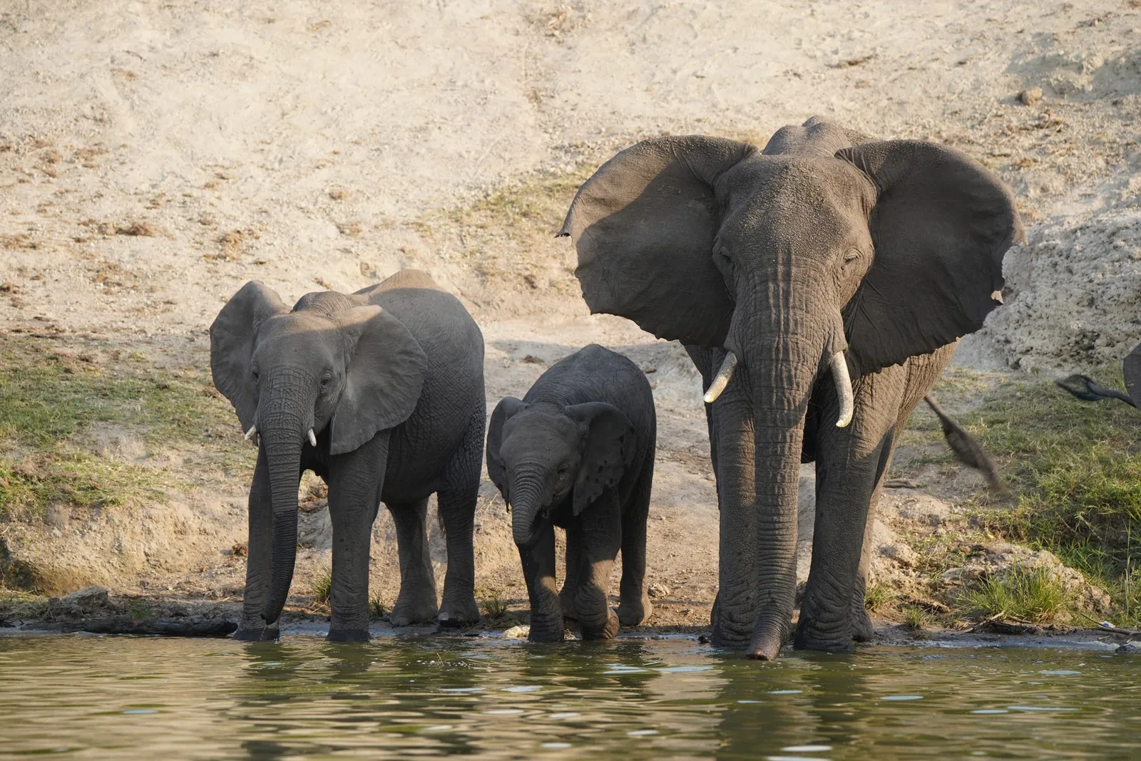 Three elephants drinking at the edge of the Kazinga Channel in Queen Elizabeth National Park