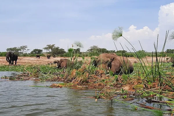 Elephants feeding among the papyrus on the Kazinga Channel