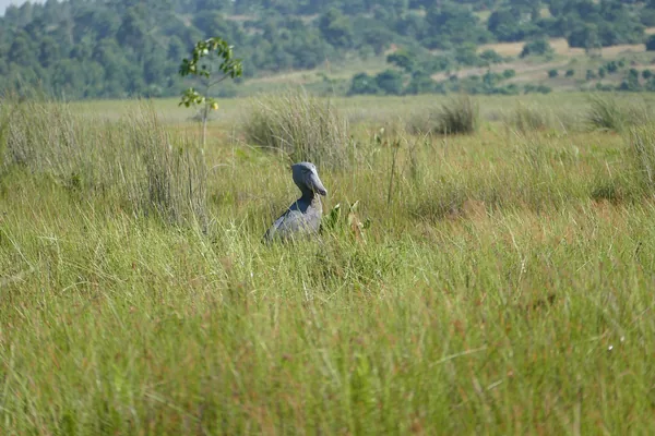 A shoebill standing in the papyrus of the Mabamba wetland on Lake Victoria