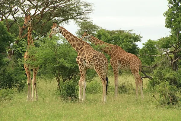 Giraffe on the northern bank of the Nile in Murchison Falls
