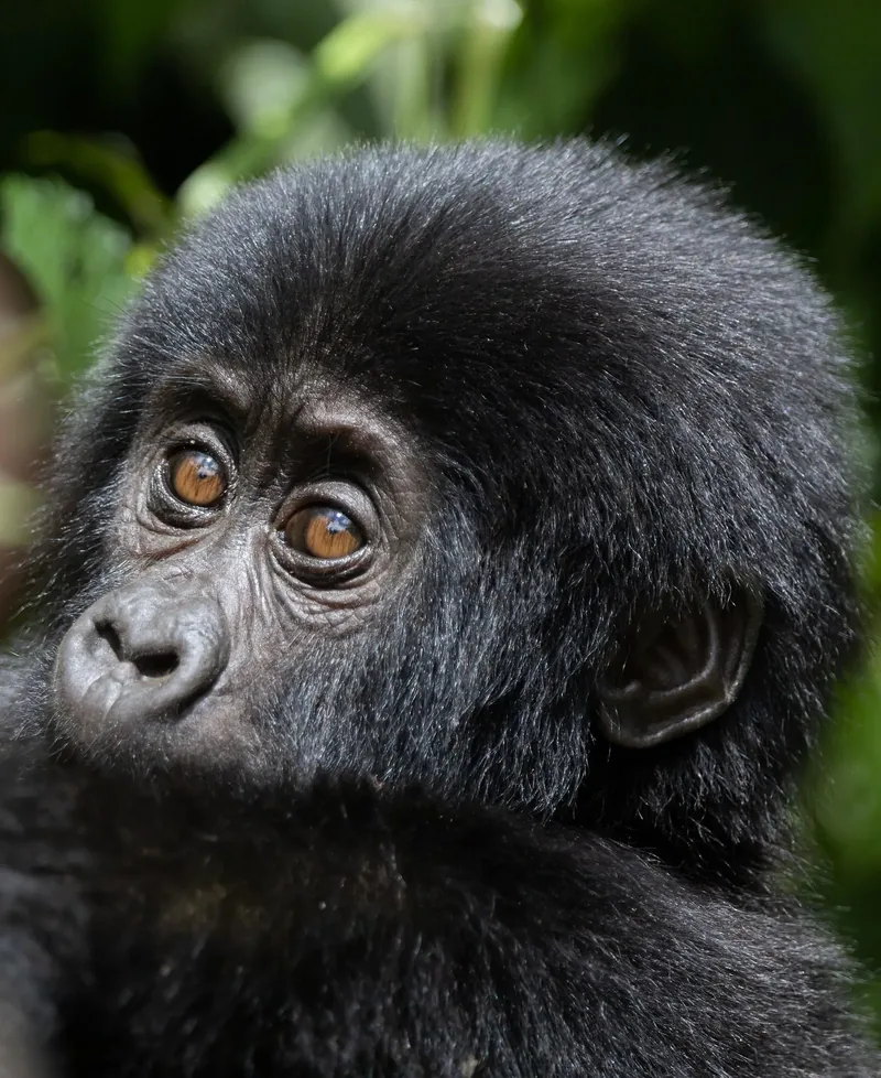 A young mountain gorilla looking straight at the camera in Bwindi Impenetrable Forest