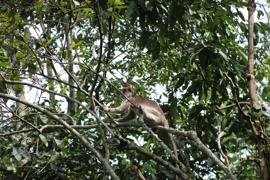 A red colobus monkey in the lush canopy of Kibale Forest