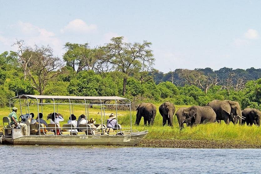 Chobe National Park elephants