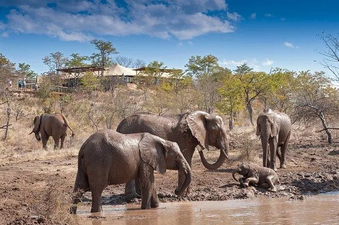 Elephants at a waterhole below the tented suites at The Elephant Camp