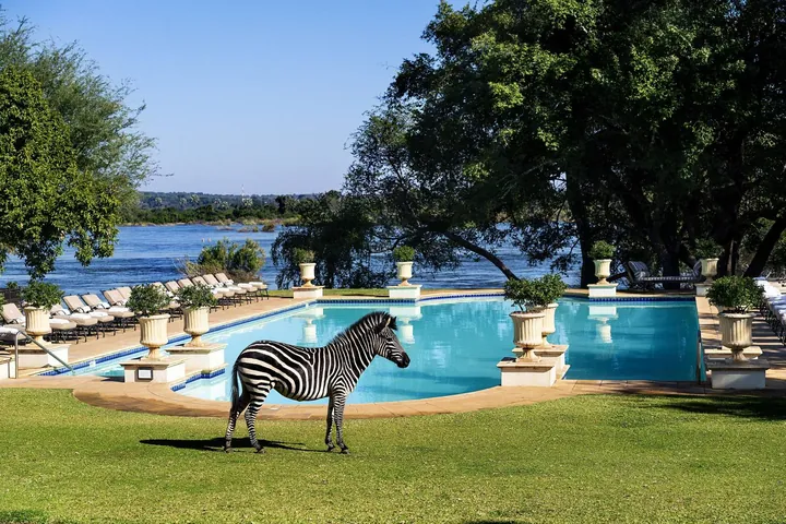 A zebra grazing on the lawn beside the pool at Anantara Royal Livingstone, with the Zambezi behind