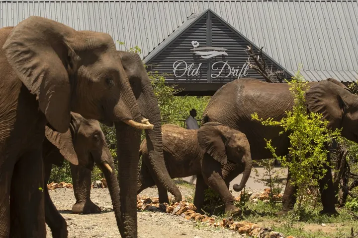 Elephants walking past the entrance at Old Drift Lodge