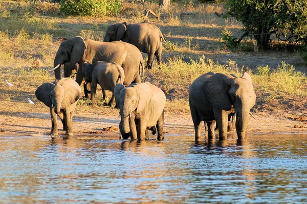 An elephant herd at the Chobe riverfront, late afternoon