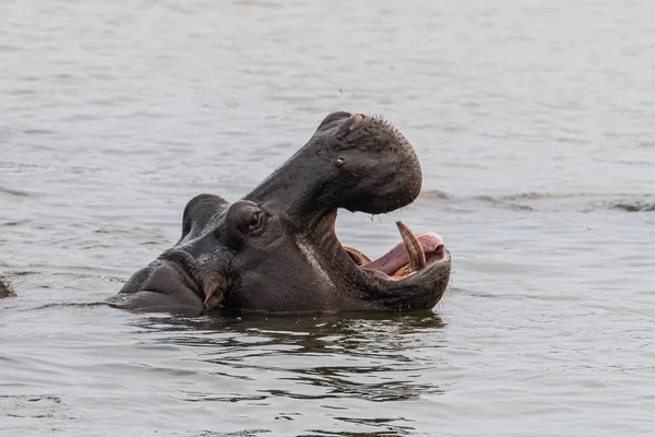 A hippo yawning in the Zambezi