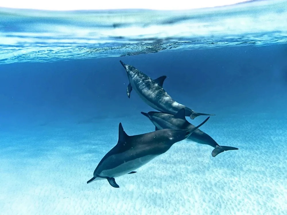 Dolphins swimming underwater in clear blue water off Zanzibar