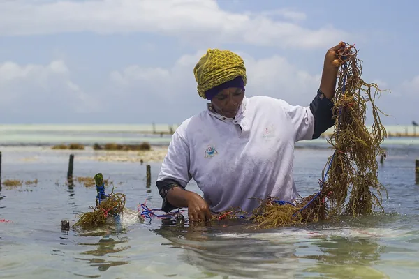 A seaweed farmer at work in the shallows at low tide on the east coast