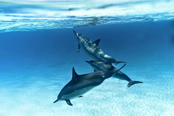Dolphins underwater in clear blue water off Zanzibar