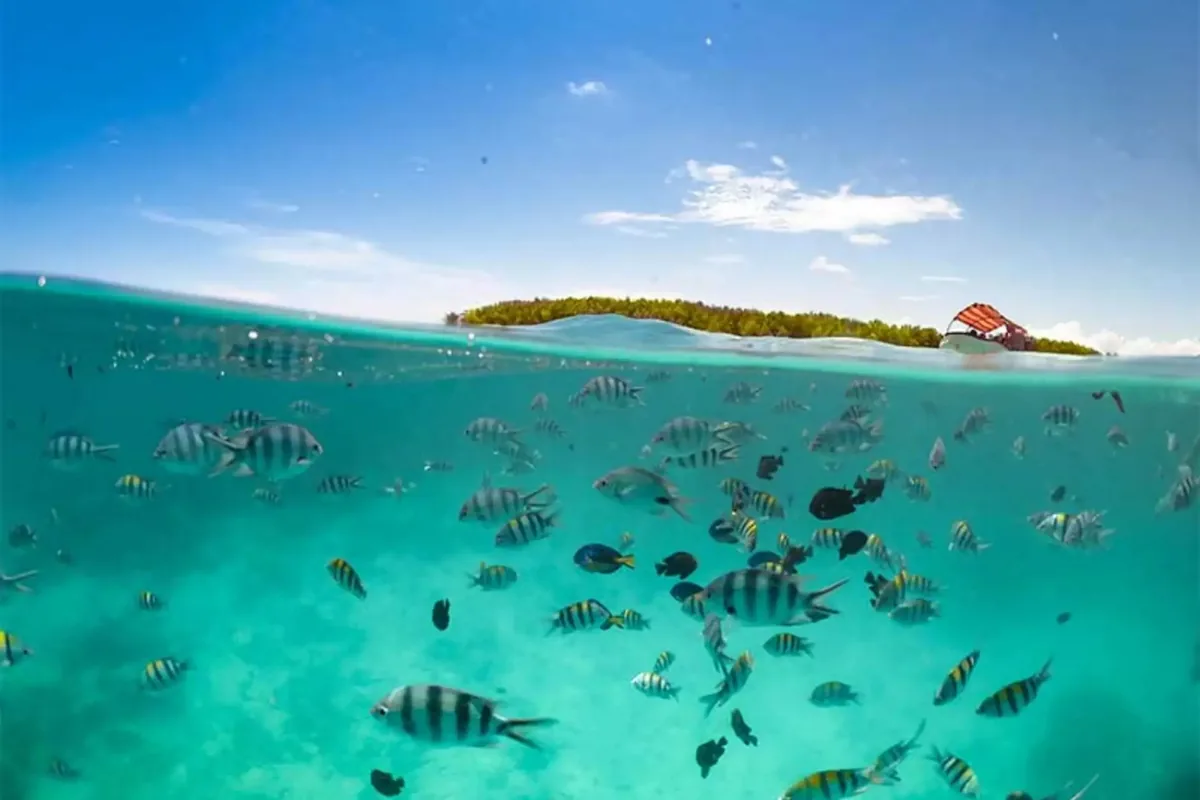 A snorkeler swimming beside dolphins in clear water off Zanzibar