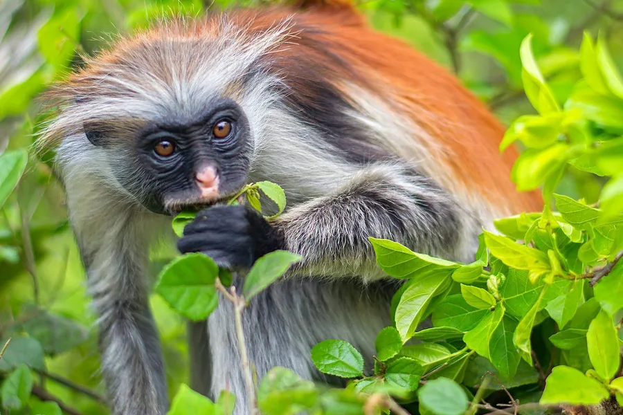 A red colobus monkey eating leaves in Jozani Forest