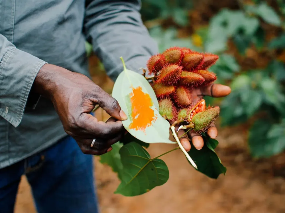 A farmer's hands holding a freshly cut nutmeg fruit on a spice farm