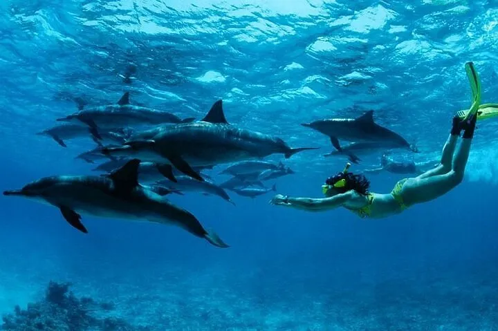 Swim with dolphins
