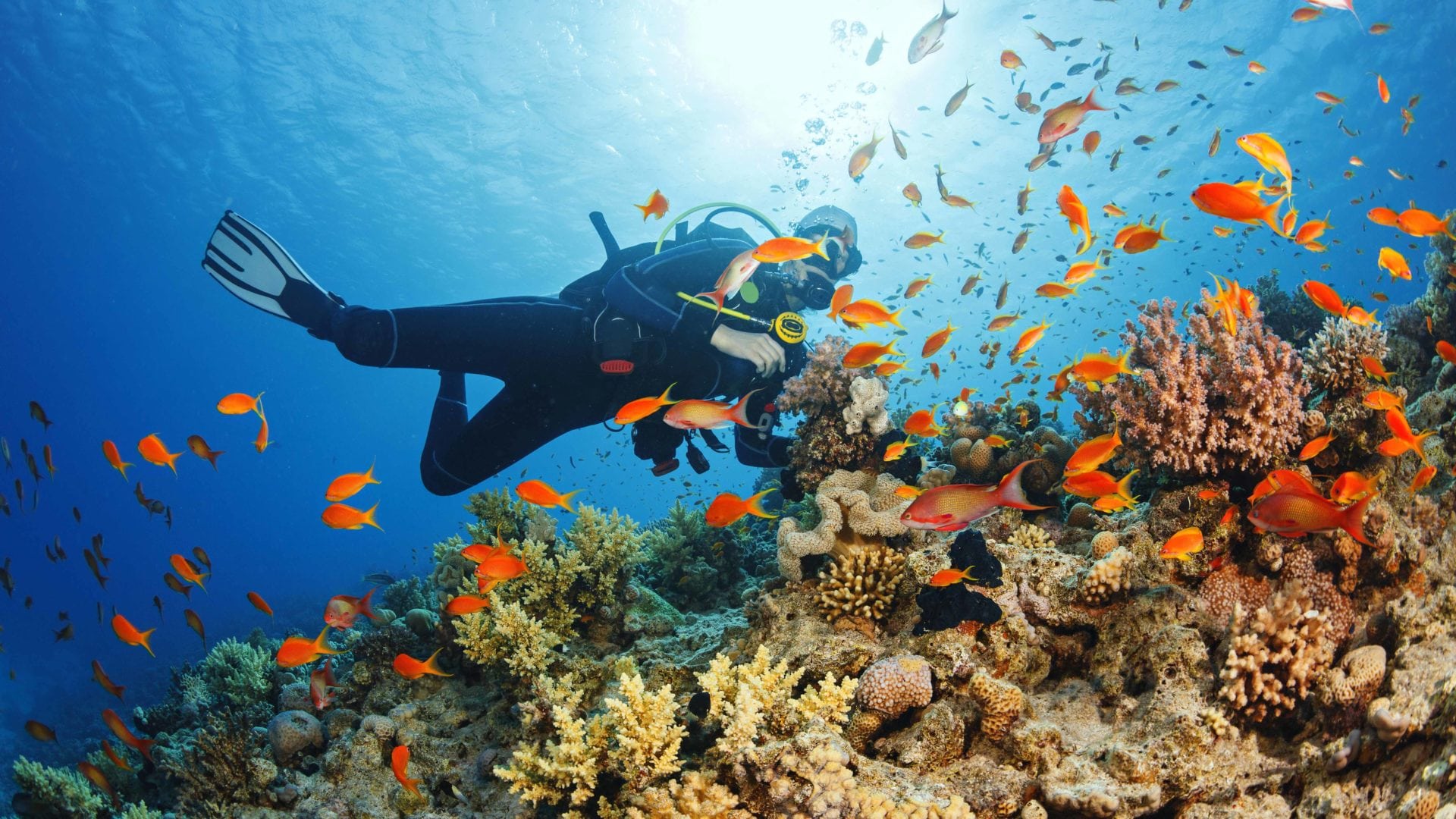 Snorkelling & Diving