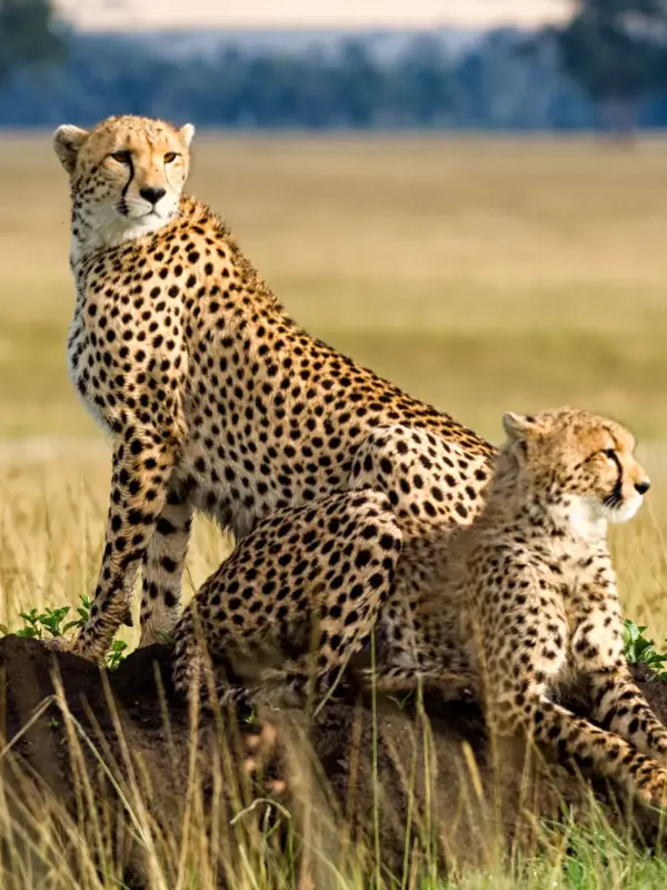 Tarangire