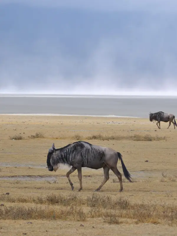 Serengeti